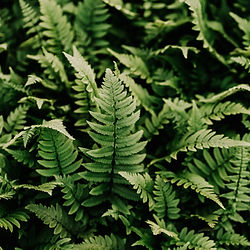 Dryopteris cycadina (atrata)