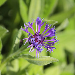 Centaurea  montana ’Grandiflora’