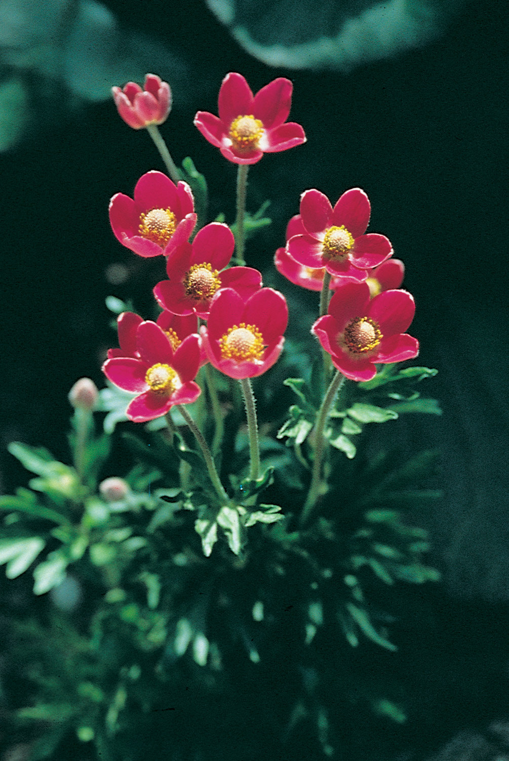 Anemone multifida 'Anabel Rose'