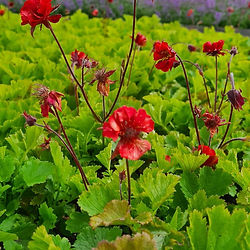 Geum  rivale ’Flame of Passion’