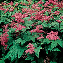 Filipendula  rubra ‘Venusta’