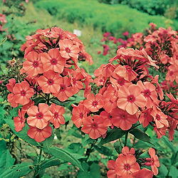 Phlox  paniculata ’Orange Perfection’