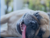 Il colpo di calore nel cane