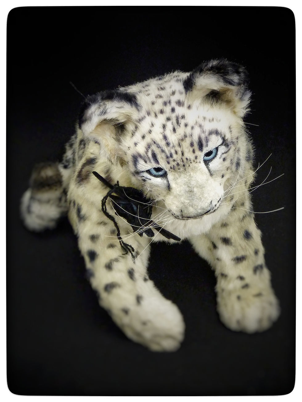 Snow leopard ICICLE