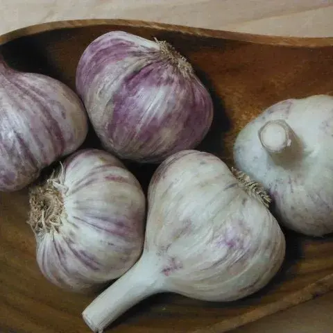 Fall Garlic - Marino - Rocambole
