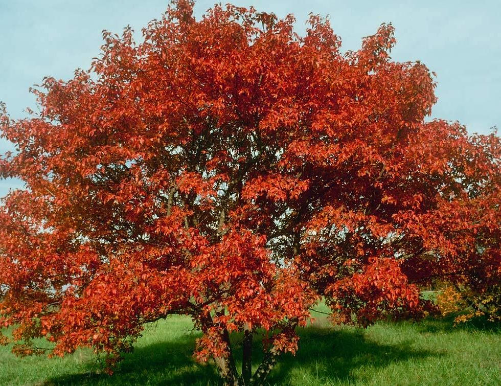 amur maple