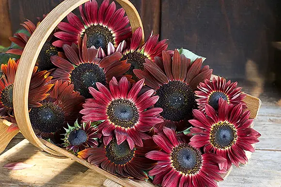 Sunflower, Chocolate Cherry