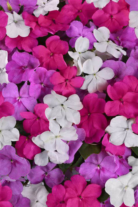 Impatiens