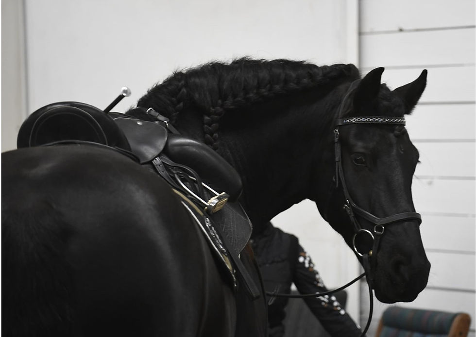 horse.jpg
