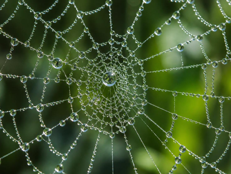A spider's web to represent the nodes of a network.