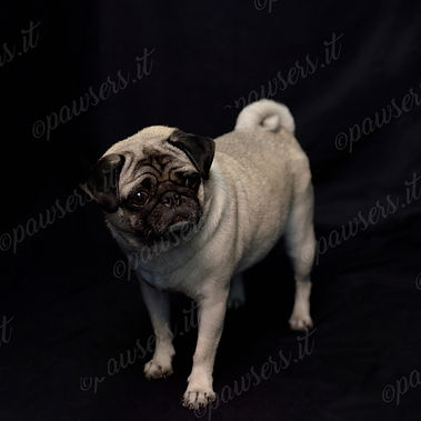 1.Calen.VGX_5130.Penny copywm.jpg