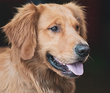 Shop Dog Rex Auto Repair Shop Pets