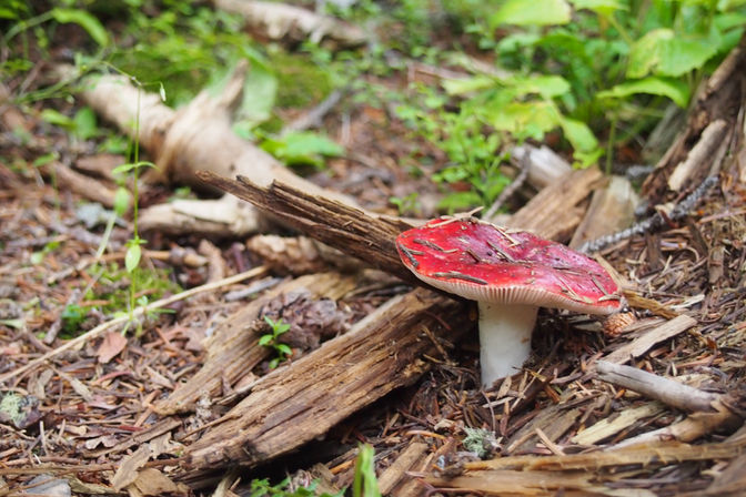 Red mushroom on forest  floor