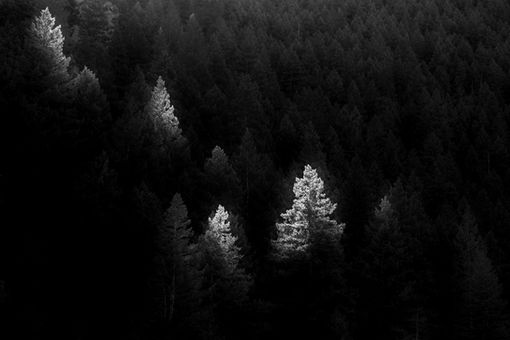 Dark coniferous forest with a beam of sunlight illuminating a few of the trees in a stark contrast of light