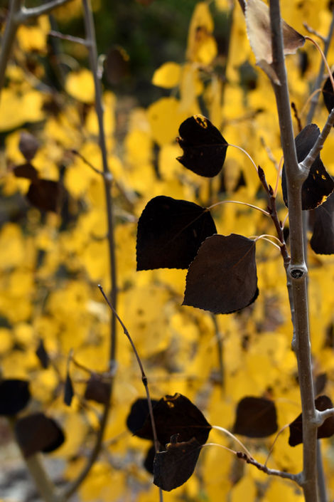 Black and yellow Aspen tree leaves in Autumn