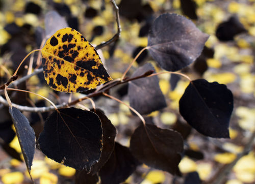 Black and yellow Aspen tree leaves in Autumn