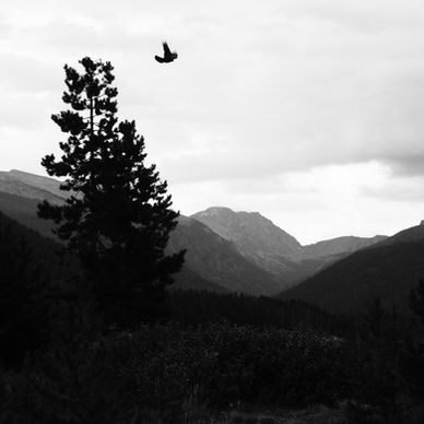 Crow flying from tree silhouette toward distant mountains and valleys