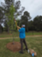 Pruning fruit trees