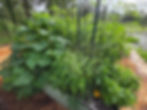 Summer vegetable bed