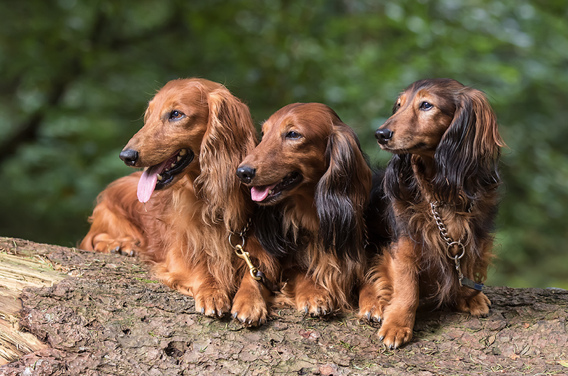 Dachshund Breeders Florida Dachshund Puppies For Sale Florida