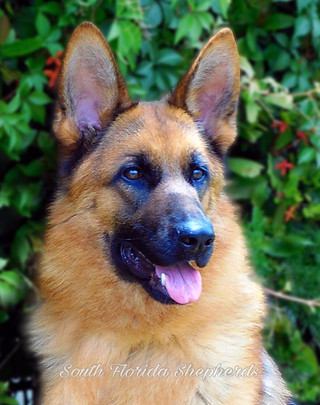 Imported German Shepherd Menta OD Kalicanina
