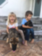 Our German Shepherd dogs and puppies are kids friendly and perfect family pets_0045