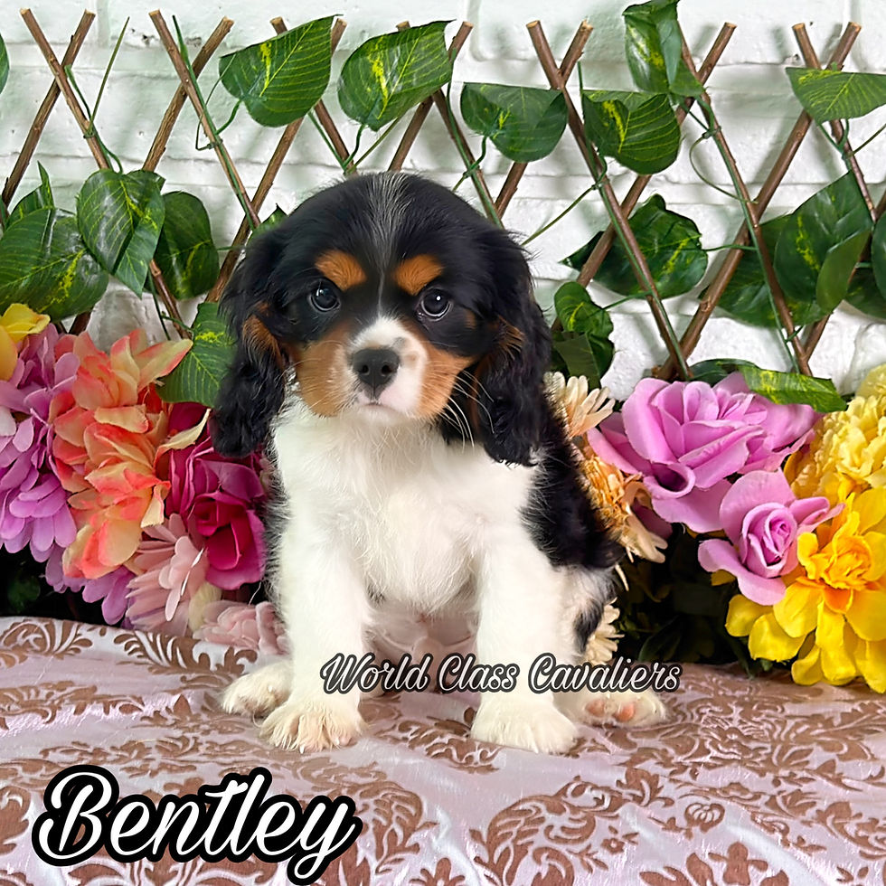 Bentley