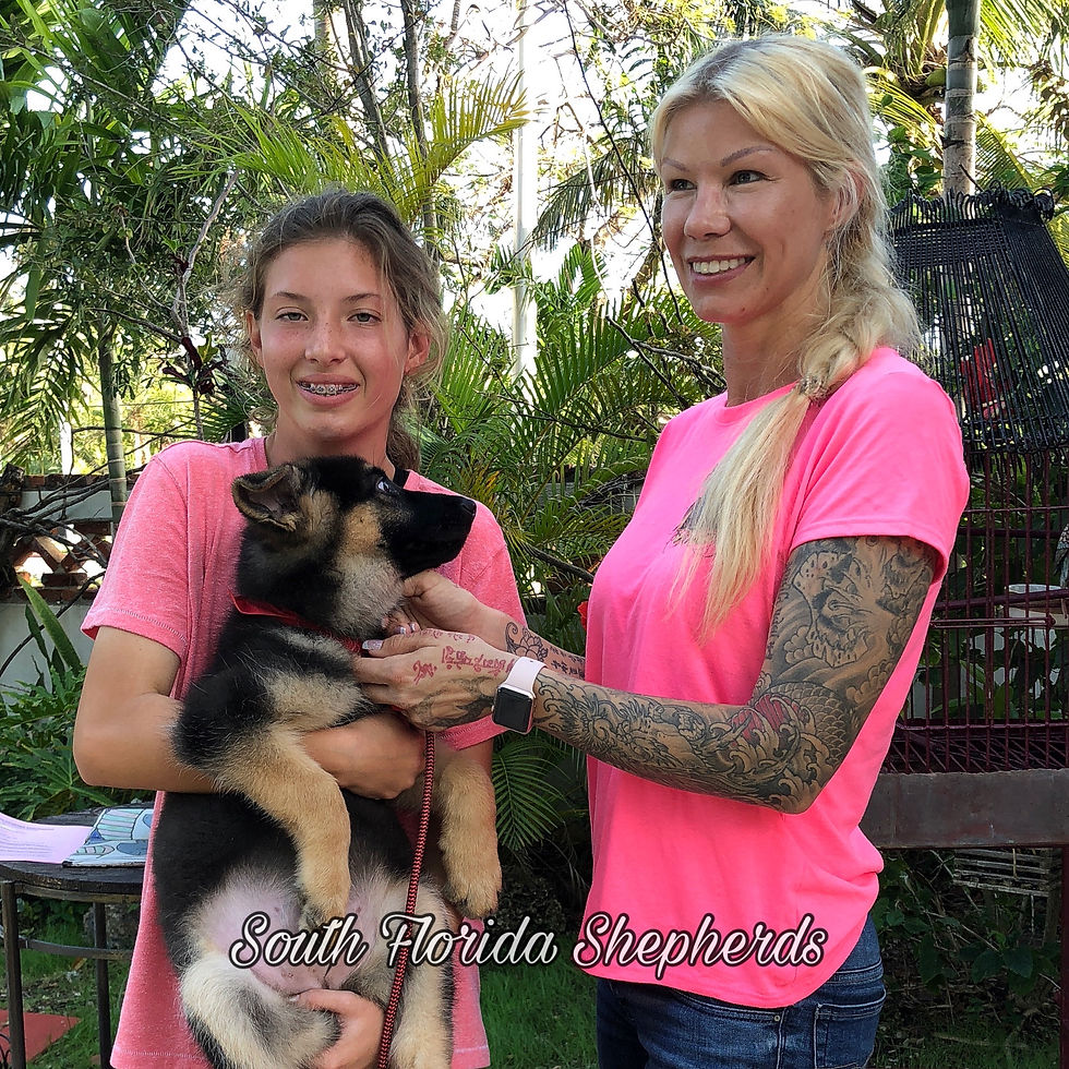South Florida German Shepherds Breeder_0002 2