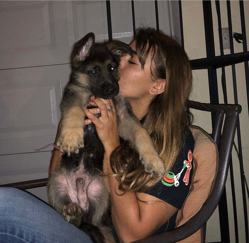 South Florida German Shepherds Customers_0023