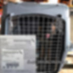 Shipping of our German Shepherd pups