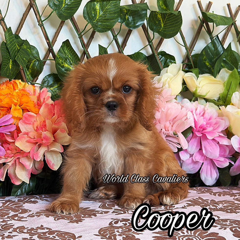 Cooper