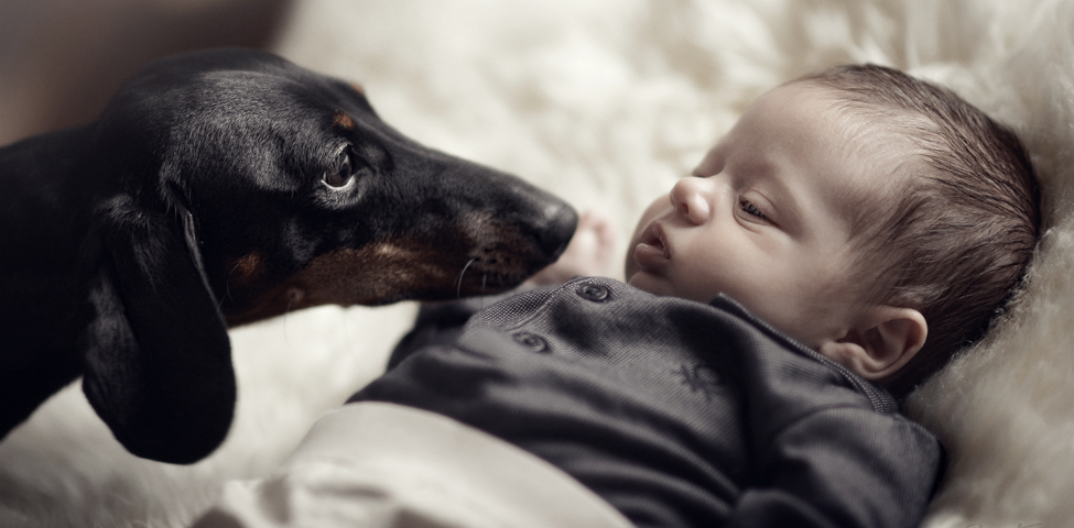 Dachshund breeder Florida