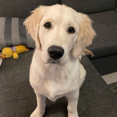 Golden Retriever Breeder Florida with Golden Retriever puppies for sale