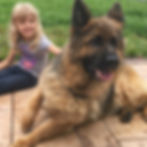 Our German Shepherd dogs and puppies are kids friendly and perfect family pets_0032