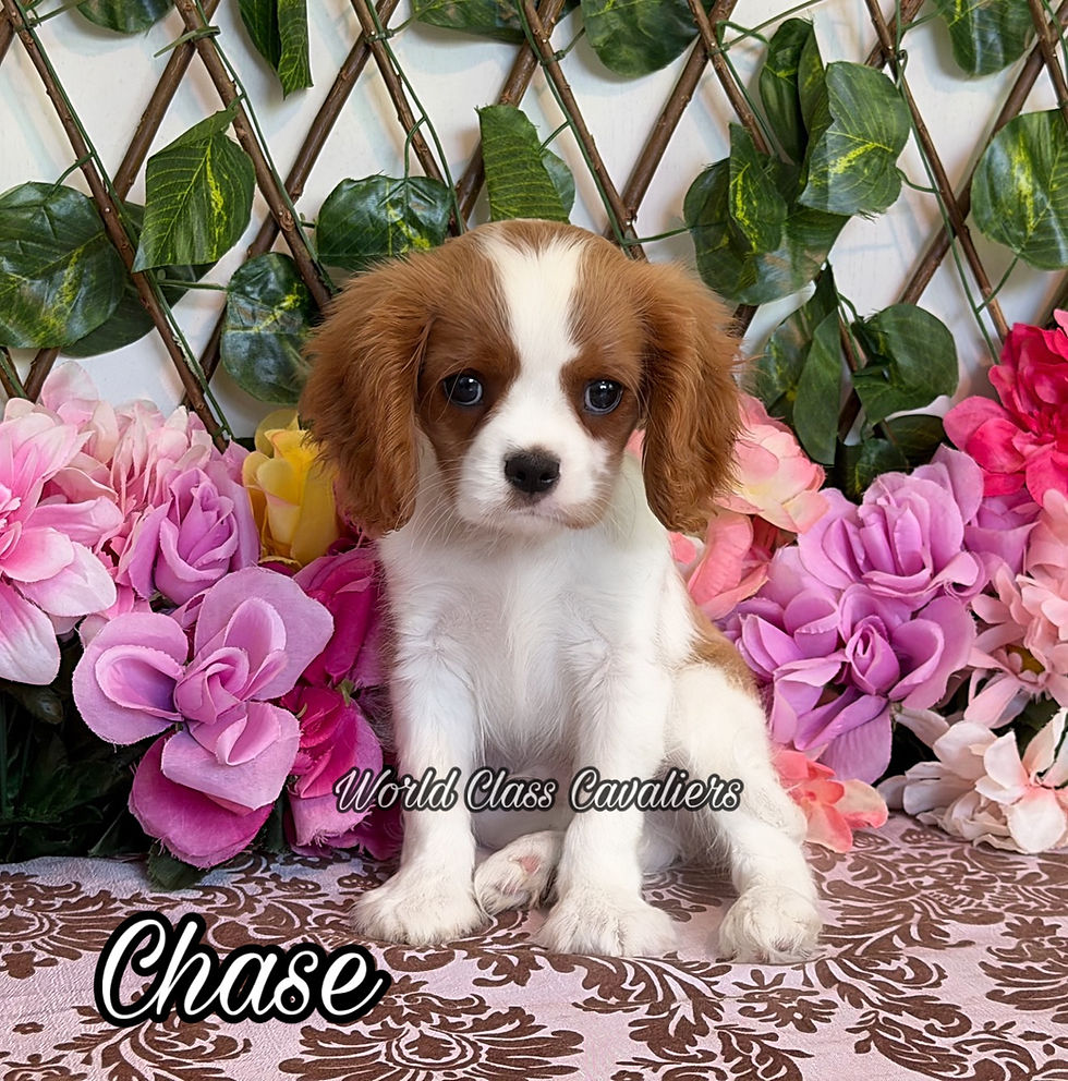Chase