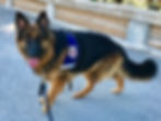 German Shepherd puppies in service dog training_0025