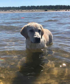 "Nelly" - Golden Retriever