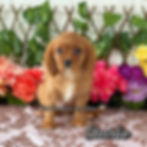 Charlie