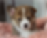Pembroke Welsh Corgi puppies