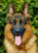 Quoran Von Bellissimo IPO1, BH, KKL1 Imported German Shepherd dog black and red