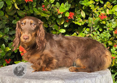 Chloe - Longhair Dachshund