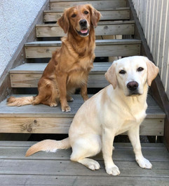 "Nelly" - Golden Retriever