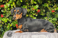 Daisy - smooth coat