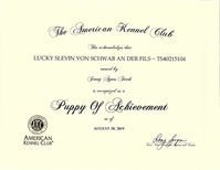 Lucky Slevin Von Schwab an der Fils POA AKC