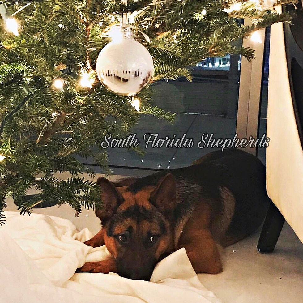 South Florida German Shepherds Customers_0009