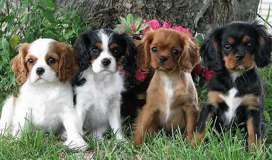 World Class Cavalier King Charles Breeder Florida