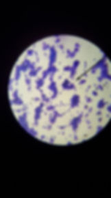 South Florida German Shepherds Testings_0011