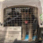Shipping of our German Shepherd pups