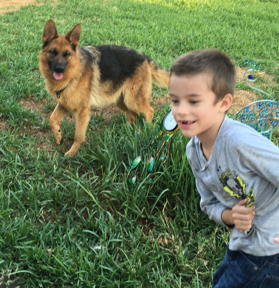 Our German Shepherd dogs and puppies are kids friendly and perfect family pets_0061