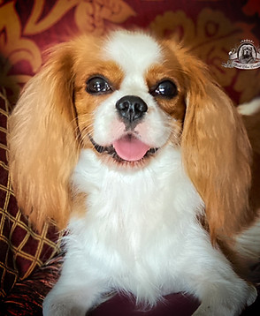AKC Cavalier King Charles Spaniel